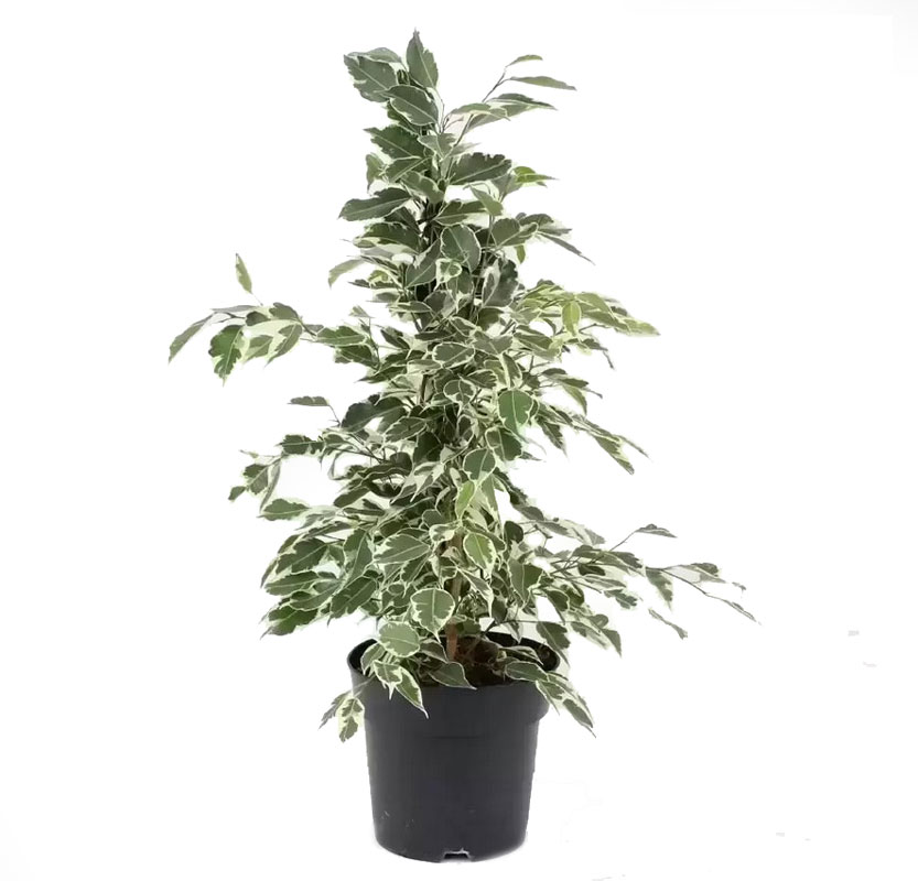 فیکوس بنجامین ابلق